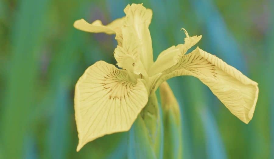 Zoom sur la fleur d'un iris jaune (Iris pseudacorus - Iris des marais)
