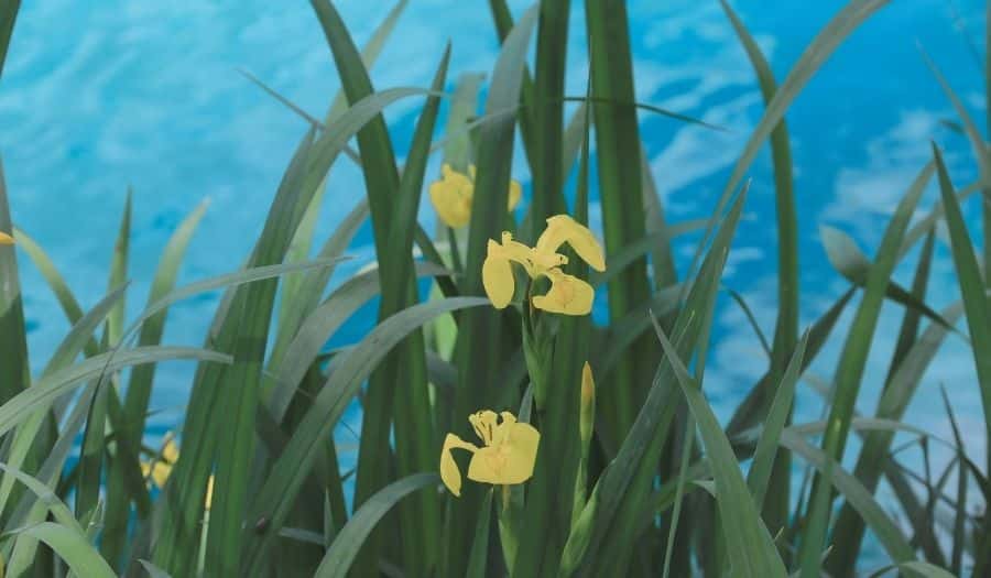 Iris pseudacorus - Iris des marais - Iris jaune