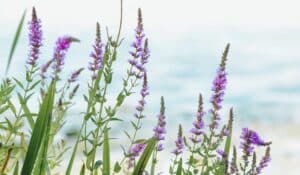 Lythrum salicaria - Salicaire commune en pleine nature