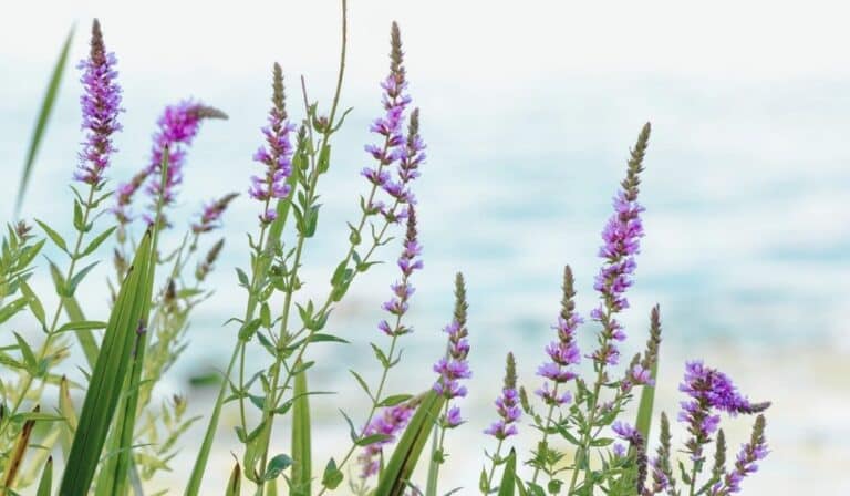 Lythrum salicaria - Salicaire commune en pleine nature