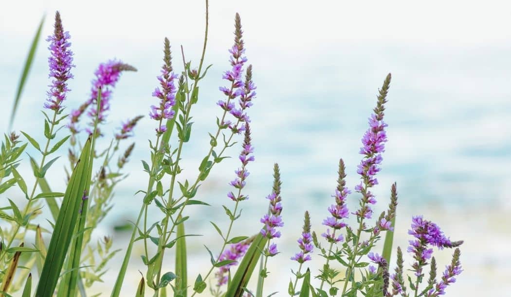 Lythrum salicaria - Salicaire commune en pleine nature