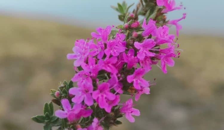 Zoom sur un épis de salicaire rose carmin