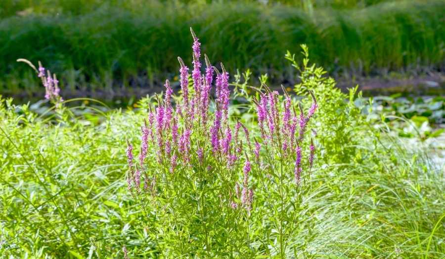 Lythrum salicaria - Salicaire commune au bord d'un plan d'eau
