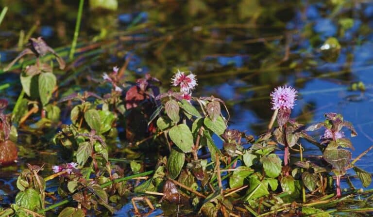 Mentha aquatica - Menthe aquatique dans l'eau d'un bassin