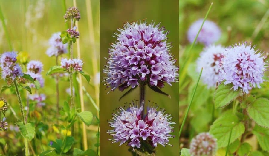3 photos de la fleur d'une menthe aquatique (glomérule)