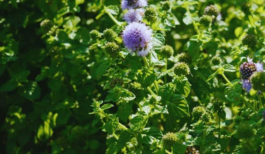 Mentha aquatica - Menthe aquatique