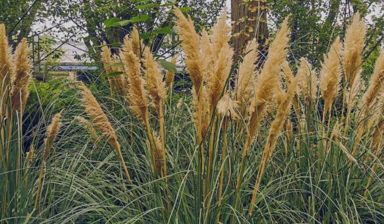Miscanthus sinensis - Herbe à éléphant