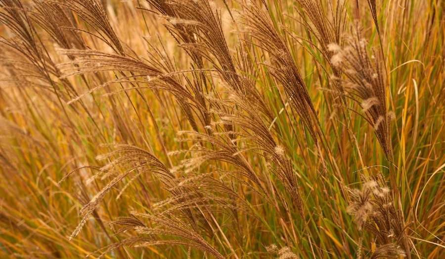 Miscanthus sinensis - Herbe à éléphant en fleur