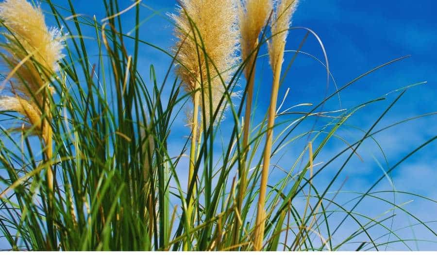 Miscanthus sinensis - Eulalie épis automnaux