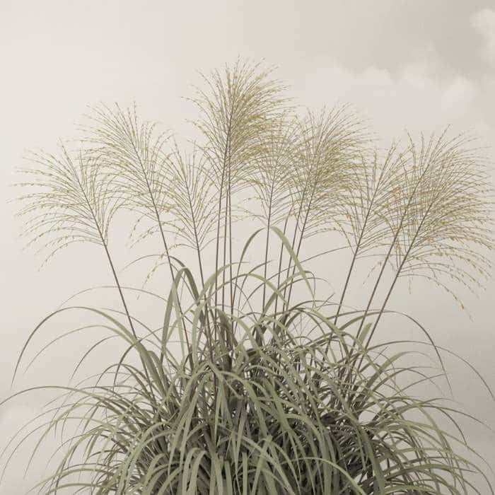 Illustration de Miscanthus sinensis - Herbe à éléphant 2