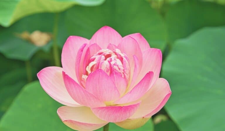 une belle fleur de Nelumbo nucifera - Lotus sacré