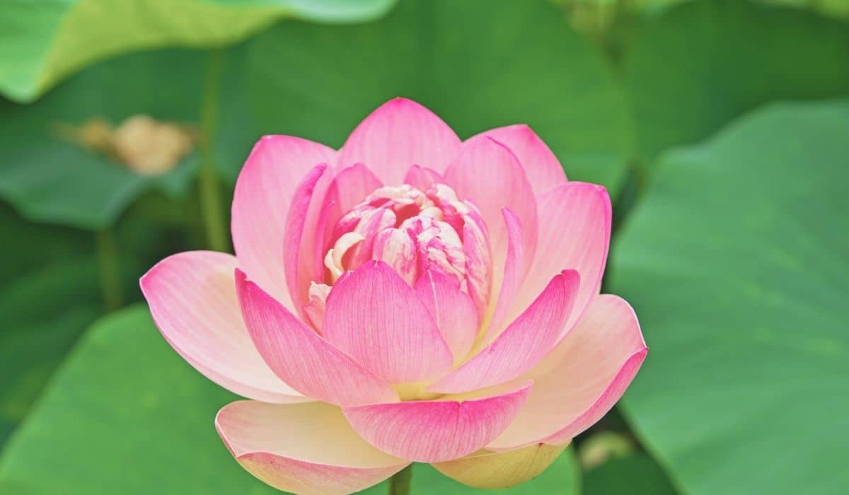 une belle fleur de Nelumbo nucifera - Lotus sacré