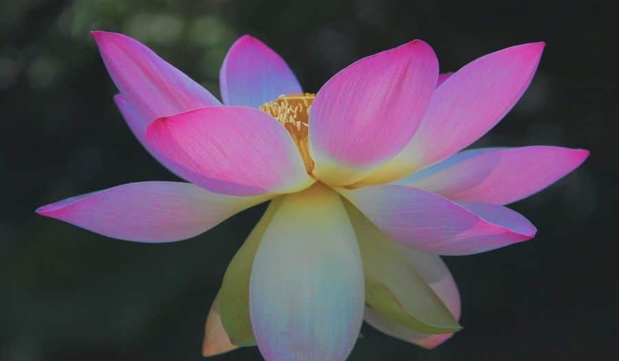 une belle fleur de Nelumbo nucifera - Lotus sacré (2)