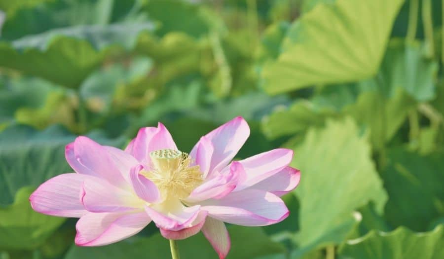 une belle fleur de Nelumbo nucifera - Lotus sacré (3)