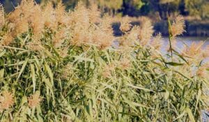 Des Phragmites australis (Roseau commun) au bord d'un plan d'eau