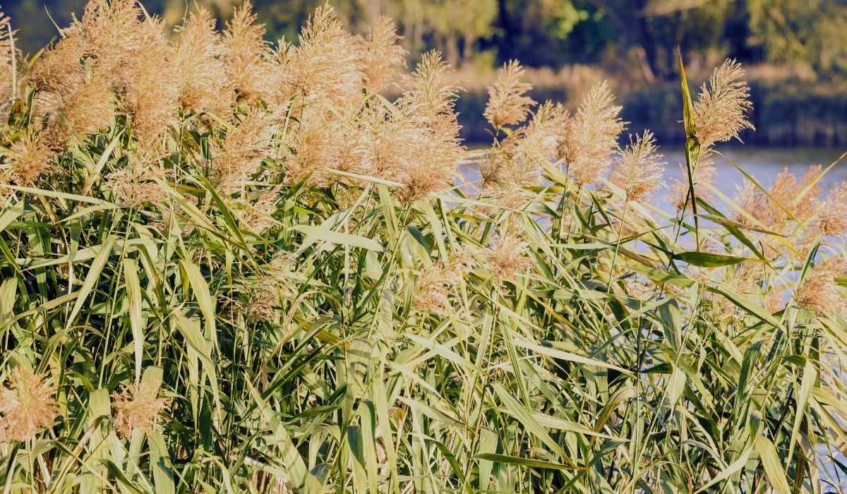 Des Phragmites australis (Roseau commun) au bord d’un plan d’eau