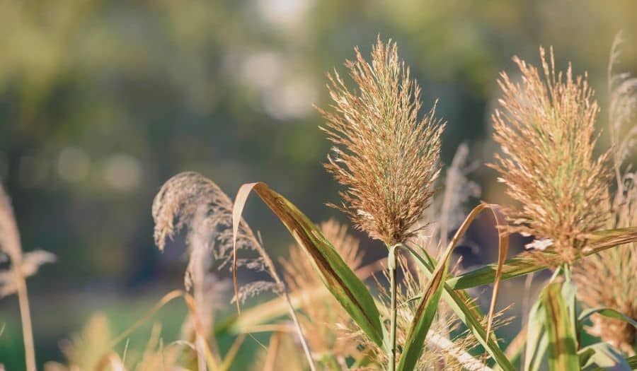 Des Phragmites australis (Roseau commun) au bord d’un plan d’eau