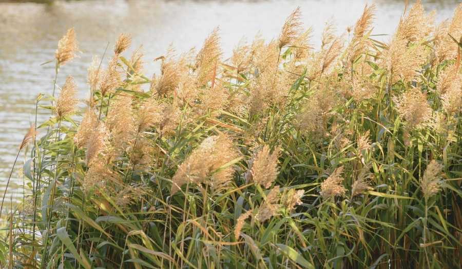 Des Phragmites australis (Roseau commun) au bord d’un plan d’eau