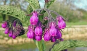Zoom sur la fleur (en forme de clochettes tubulaires, regroupées en inflorescences terminales recourbées) de la Symphytum officinale-Consoude officinale