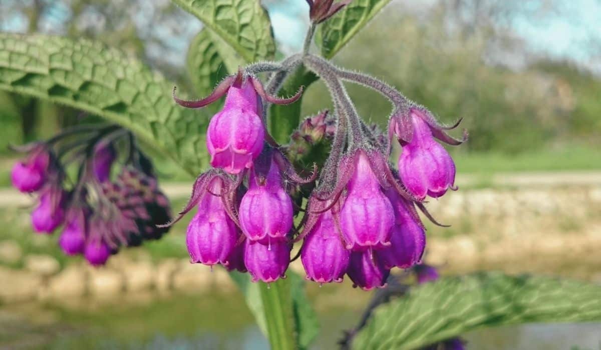 Zoom sur la fleur (clochettes tubulaires) de la Symphytum officinale