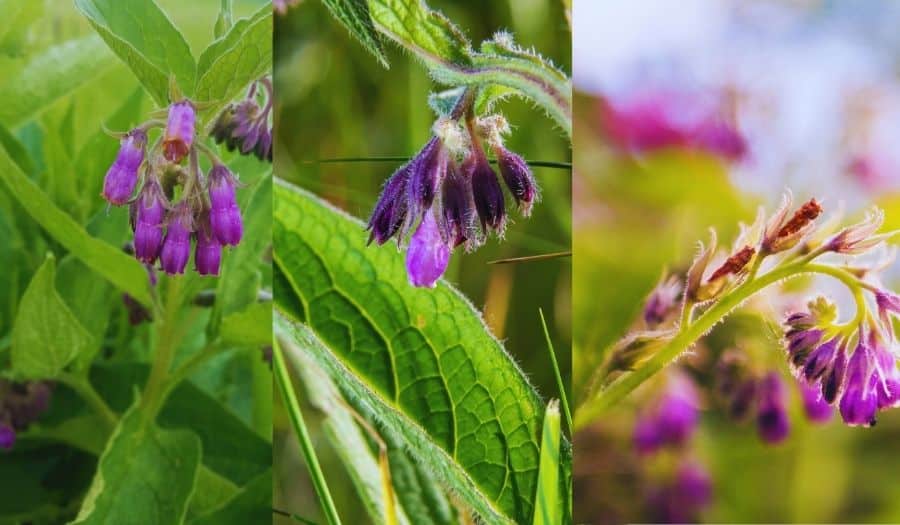 Trois photos de la fleur Symphytum officinale