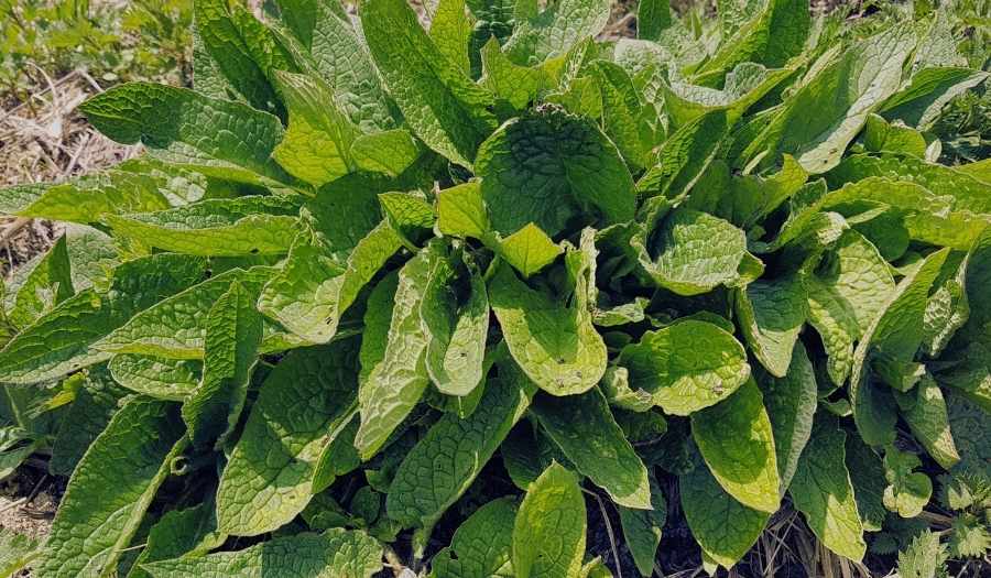 Symphytum officinale en photo