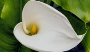 Zoom sur la fleur du Zantedeschia aethiopica - Calla - Arum blanc (La spathe et spadice )