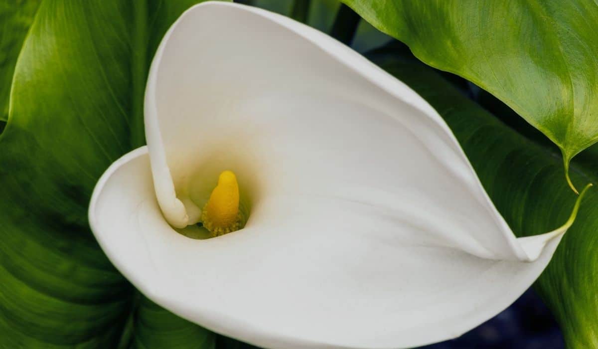 Zoom sur la fleur du Zantedeschia aethiopica (spathe et spadice)