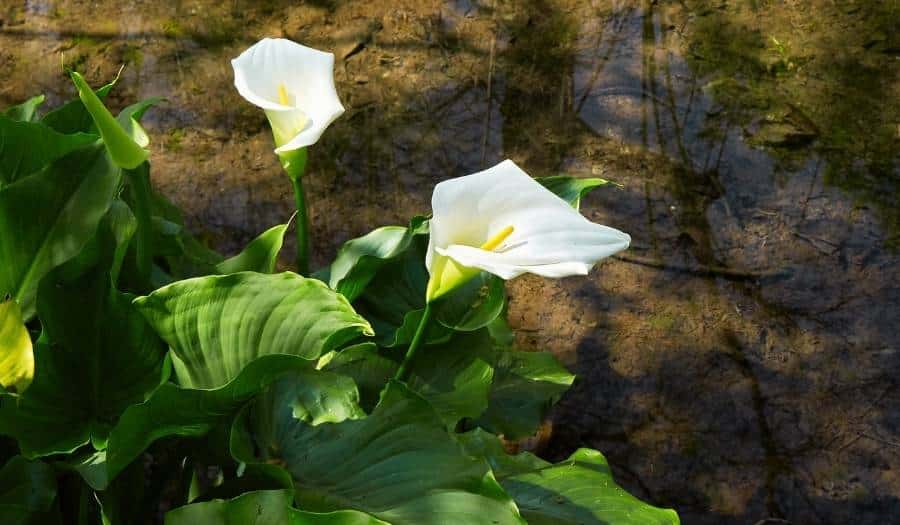 Zantedeschia aethiopica - Calla - Arum blanc au bord de l'eau