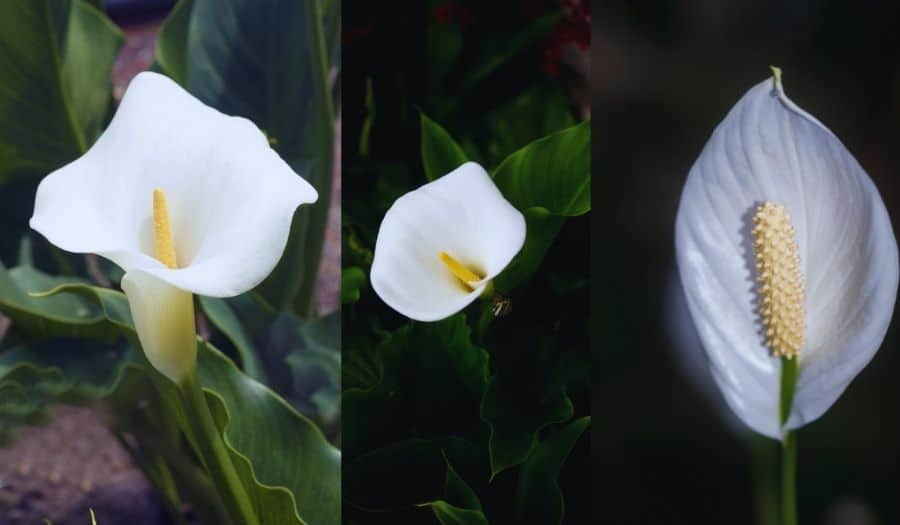 Trois photos de fleurs Zantedeschia aethiopica - Calla - Arum blanc