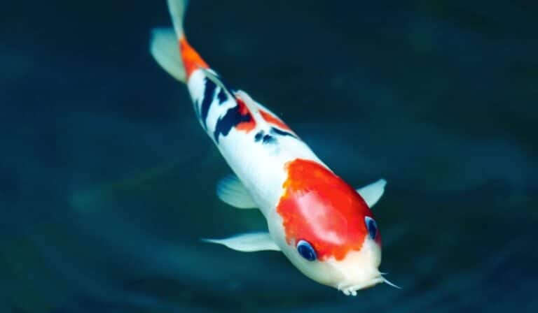 Une belle carpe koï dans un bassin