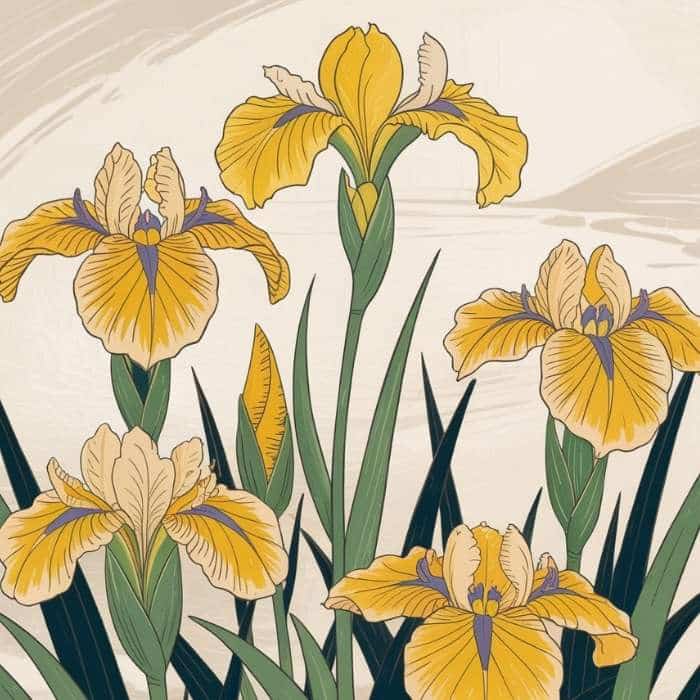 Illustration d'une Iris pseudacorus - Iris des marais (style botanique)
