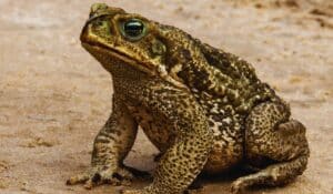 Un beau spécimen de crapaud