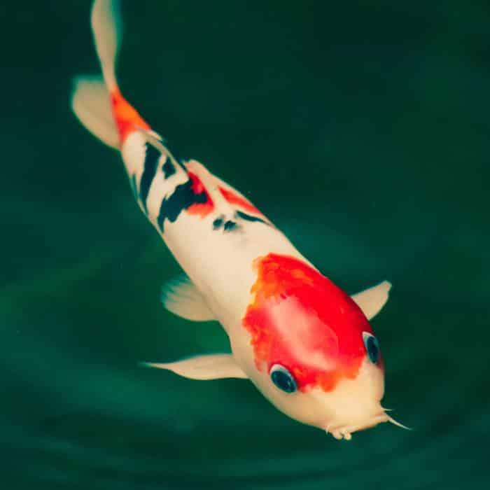 Zoom sur une carpe koi (1)