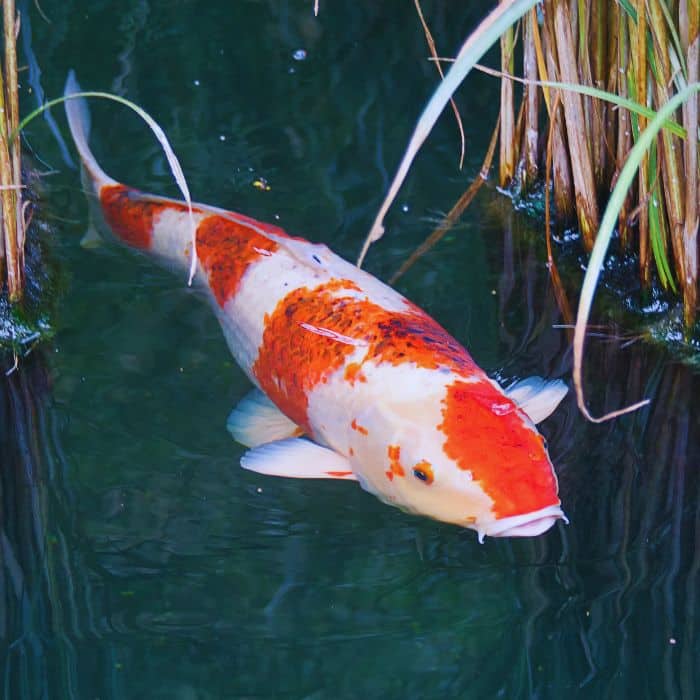 Zoom sur une carpe koi (4)