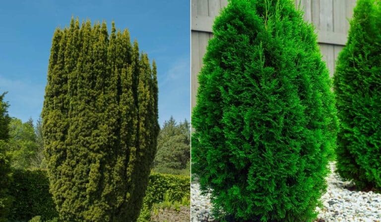 Un if a gauche ( Taxus) vs des Thuya à droite