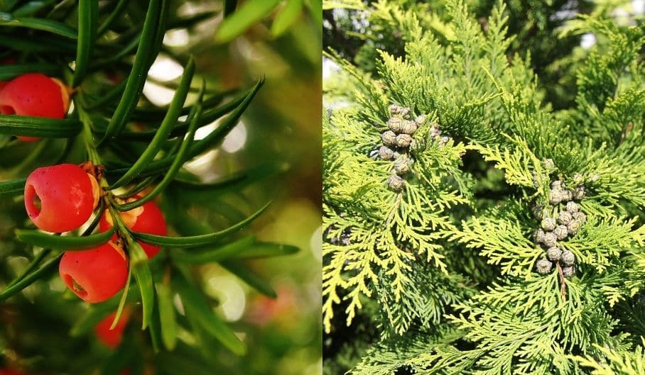 Les fruits de l'if a gauche vs des fruits de Thuya à droite