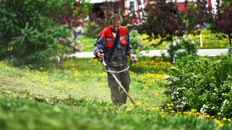 Aménagement de plantes : nos conseils pour obtenir de bons résultats dans votre jardin