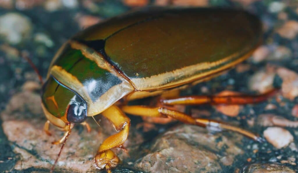 Dytiscus marginalis - Le dytique