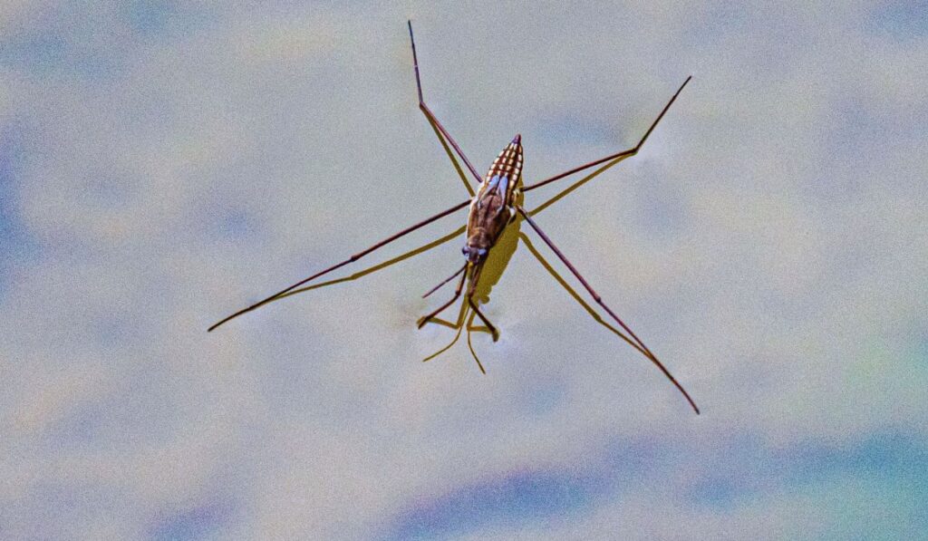 Gerris (L’araignée d’eau)