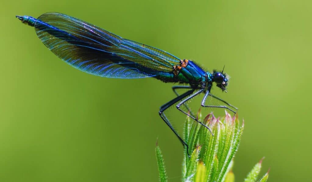 Caloptéryx – la demoiselle des rivières - la demoiselle bleue