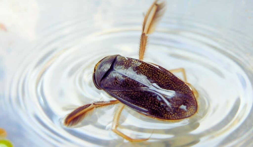 corise (ou cigale d'eau)