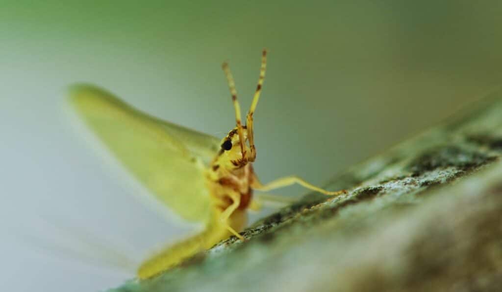 éphémère insecte