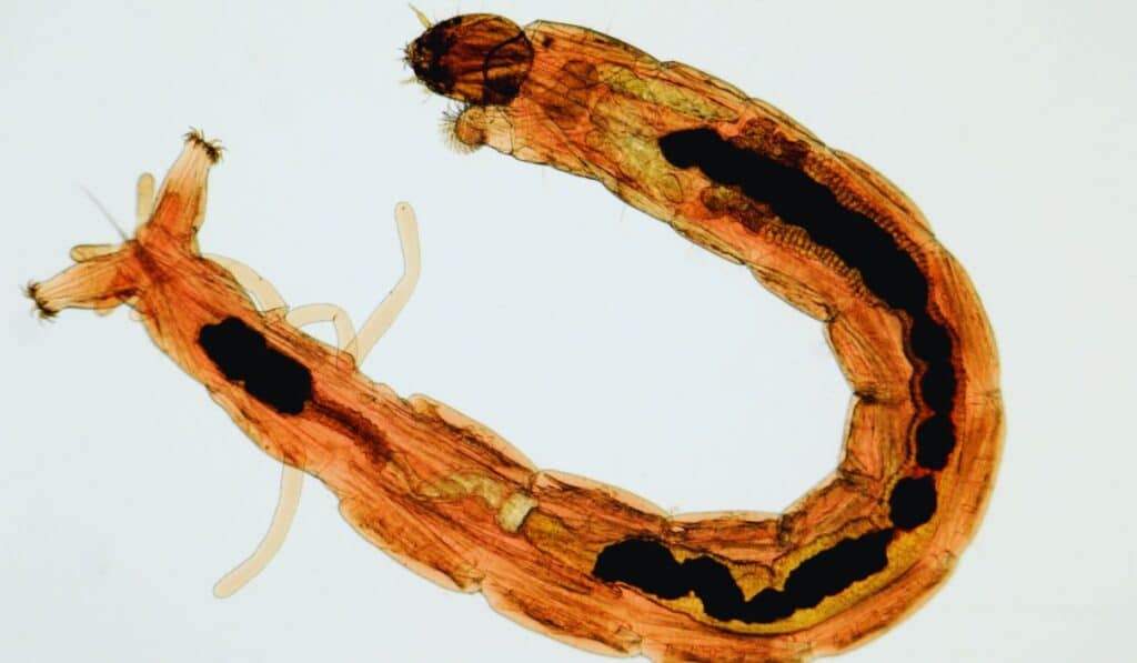 larves de chironomes