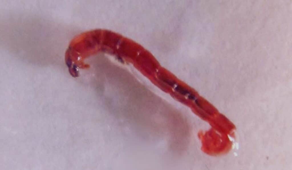 larves de chironomes