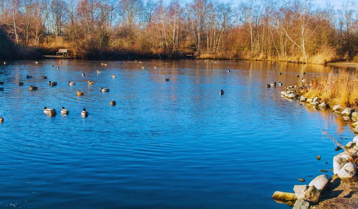 Un joli étang en automne