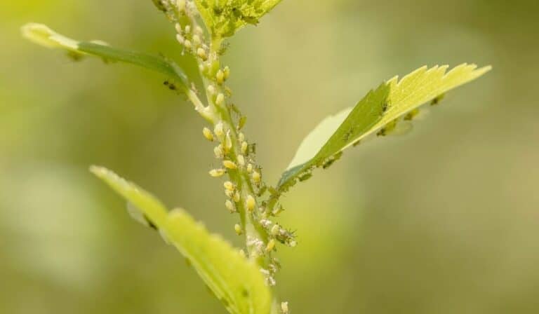Des pucerons que une plante