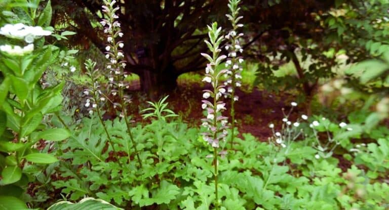 Acanthus mollis - Acanthe a feuilles molles - plante aquatique de bassin