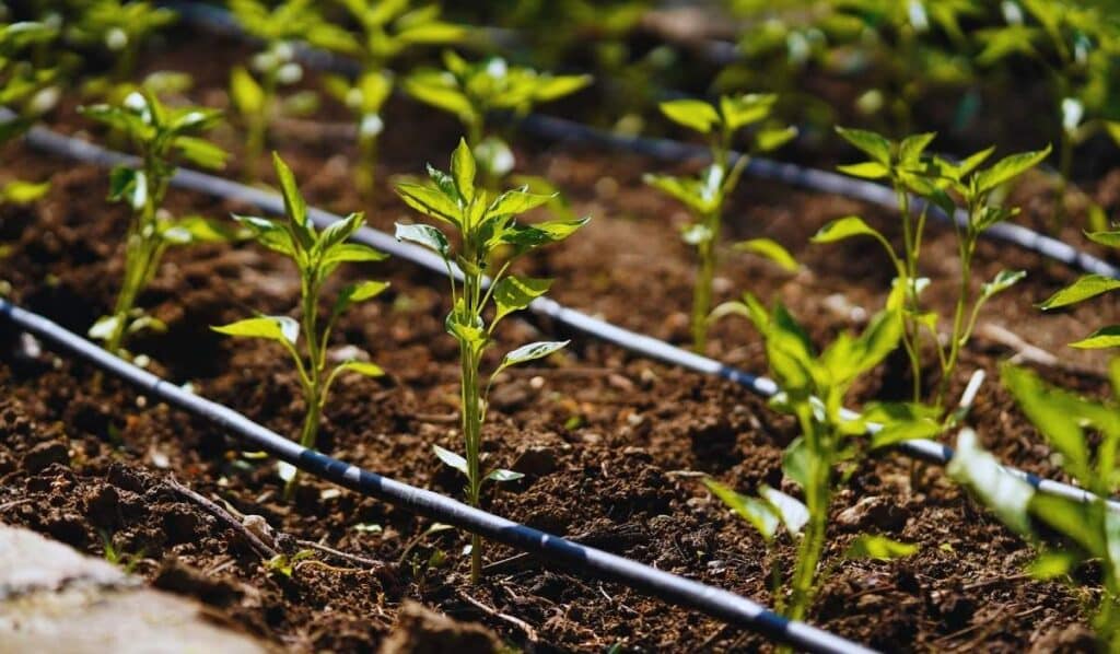 Jeune plants avec un système d'irrigation