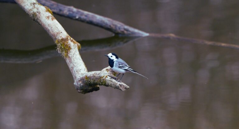 Bergeronnette a longue queue perchee sur une branche au-dessus d une riviere
